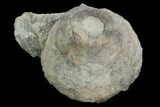 Fossil Crinoid (Eucalyptocrinus) Calyx & Brachiopod - Indiana #127327-1
